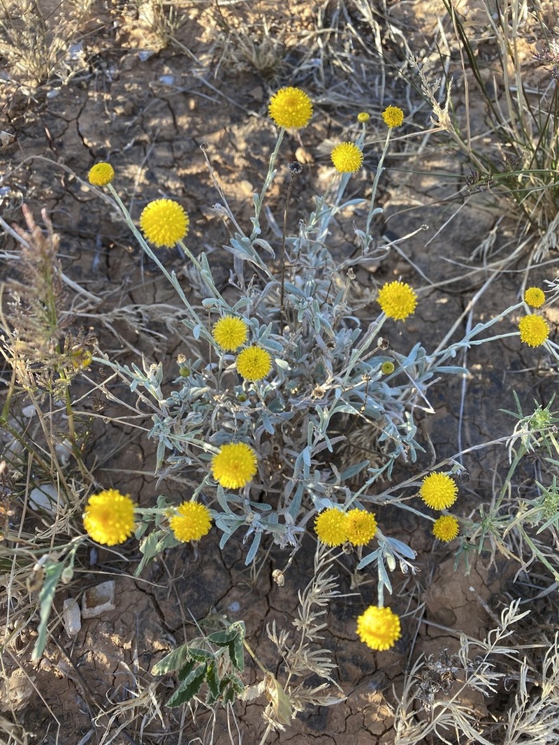 Rutidosis helichrysoides photo 8