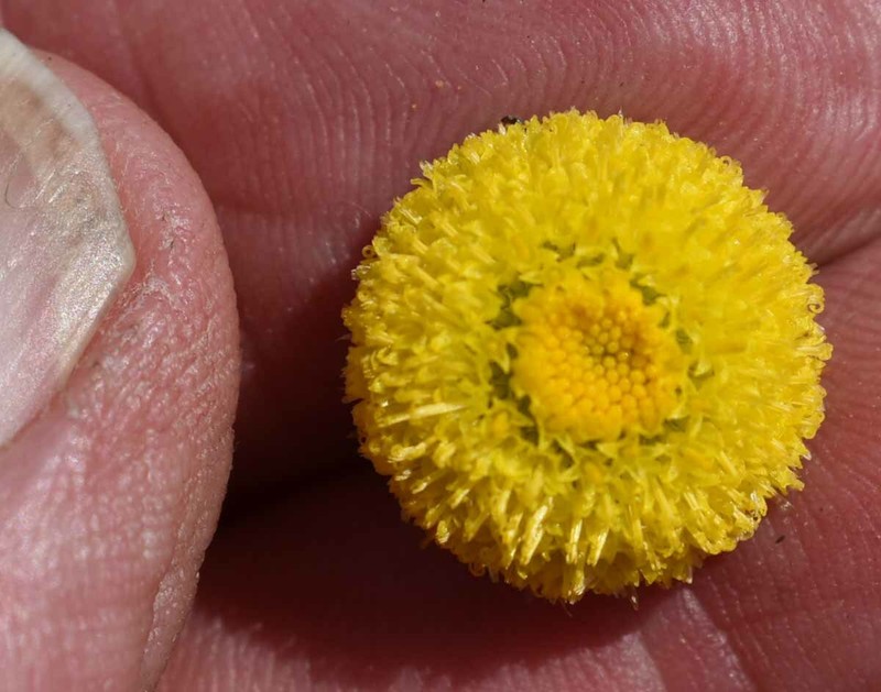 Rutidosis helichrysoides subsp. acutiglumis