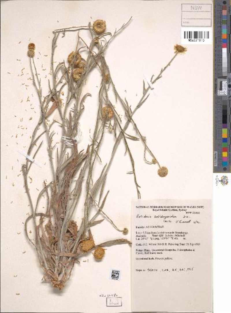 Rutidosis helichrysoides subsp. acutiglumis photo 2