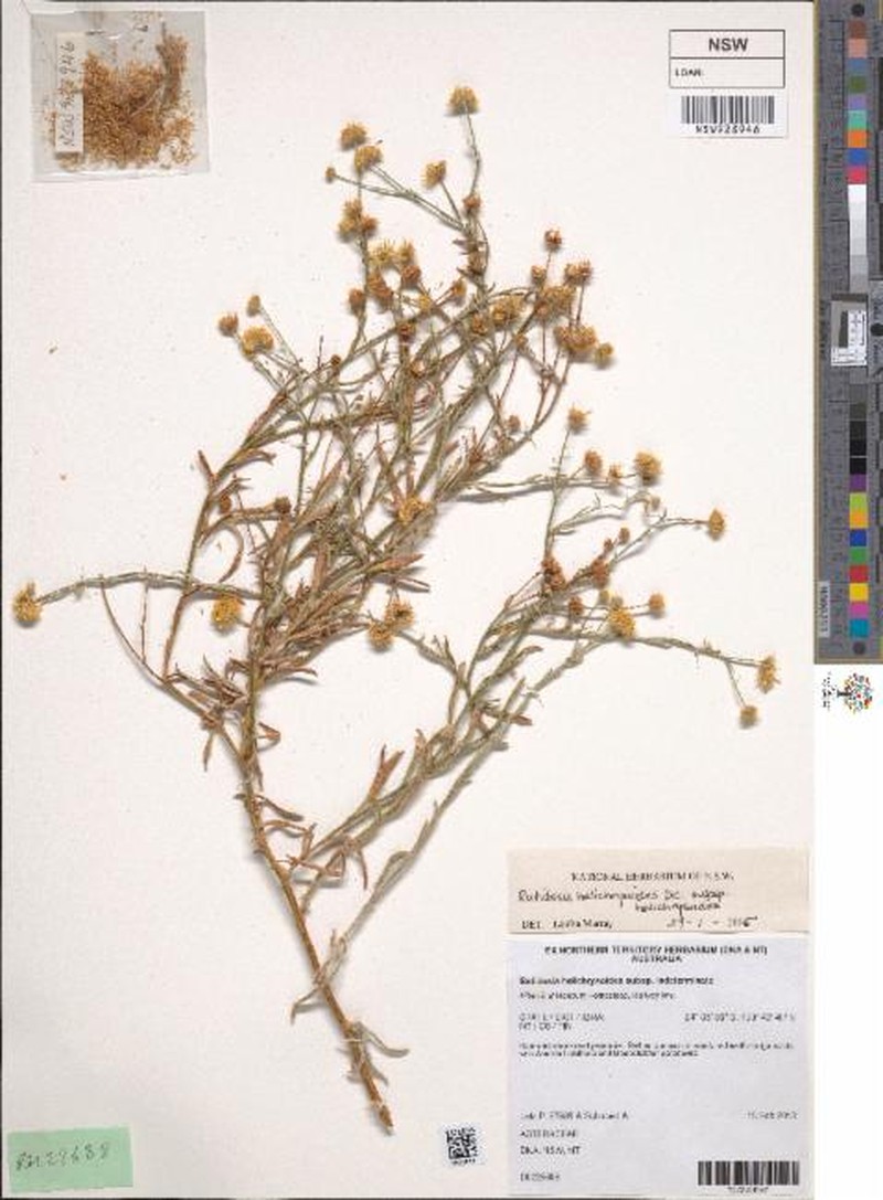 Rutidosis helichrysoides subsp. helichrysoides