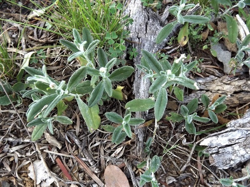 Rutidosis lanata