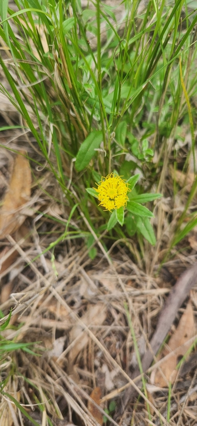 Rutidosis lanata photo 2