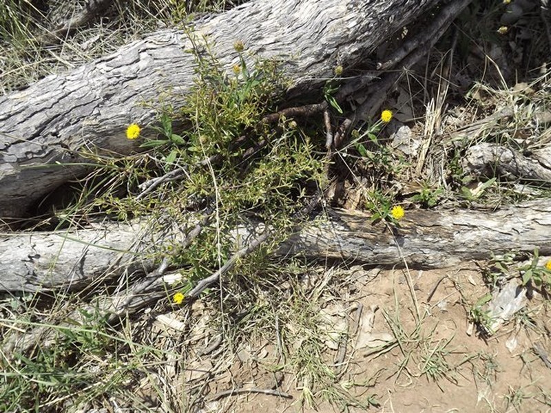 Rutidosis lanata photo 3