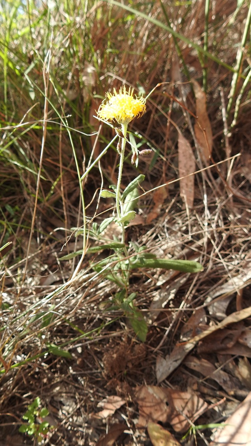 Rutidosis lanata photo 4