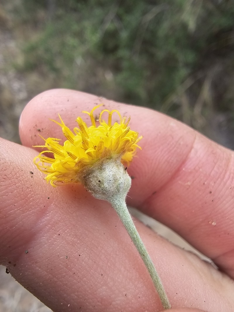 Rutidosis lanata photo 5