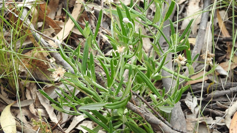 Rutidosis lanata photo 7