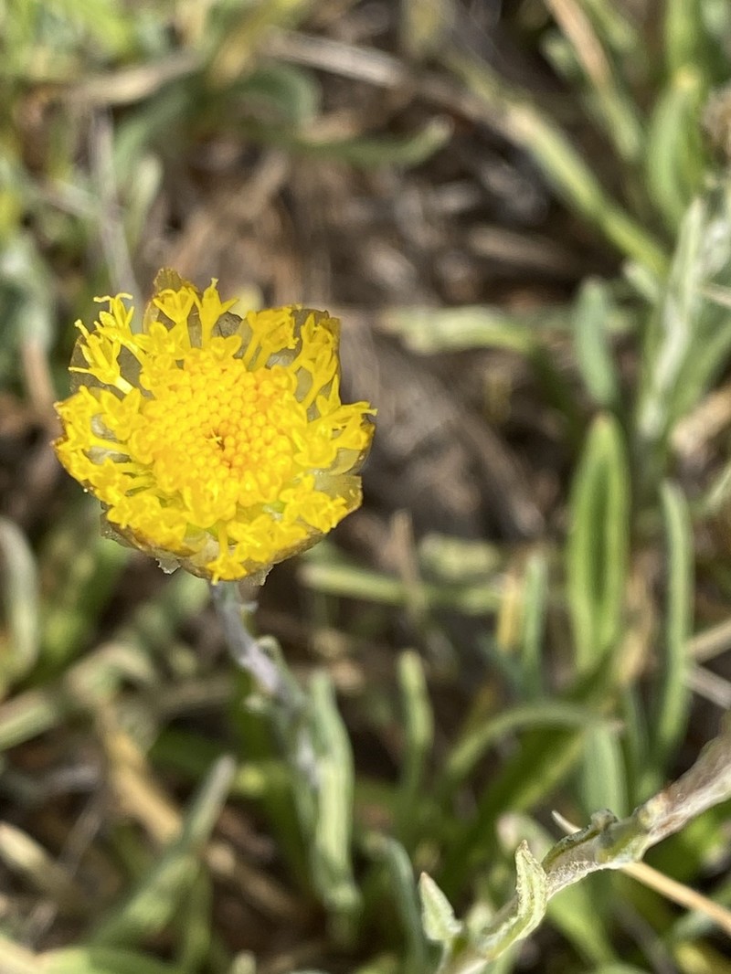 Rutidosis leiolepis