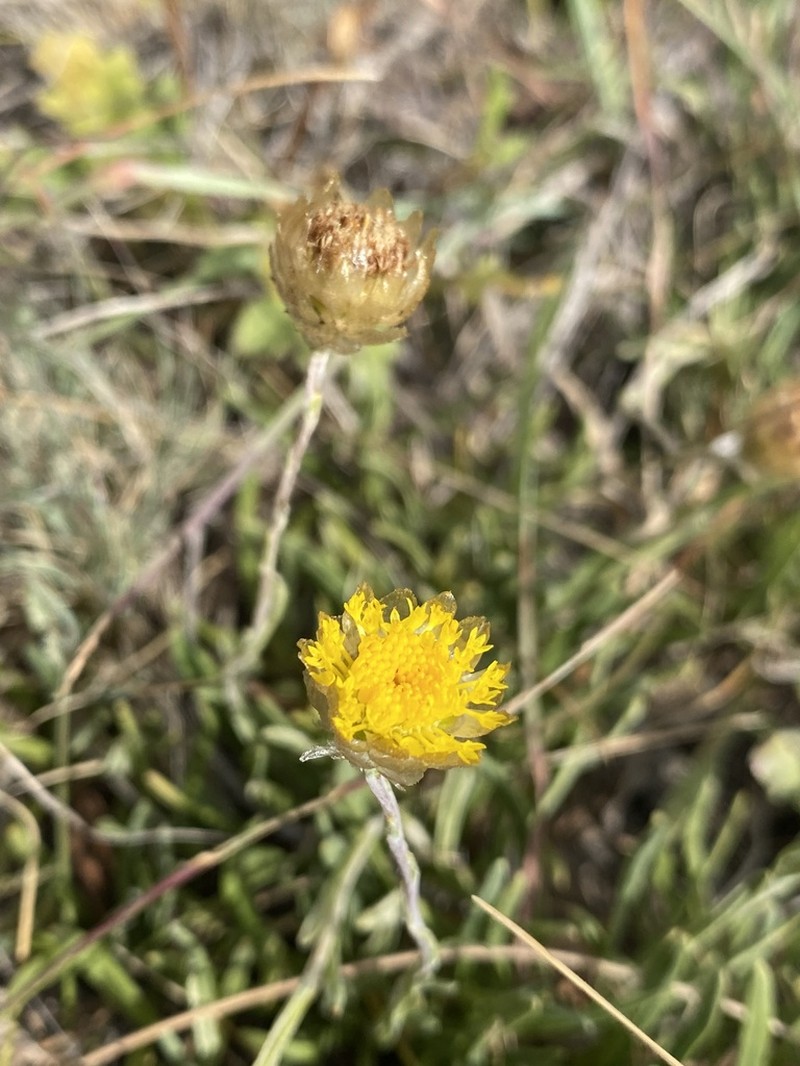 Rutidosis leiolepis photo 2