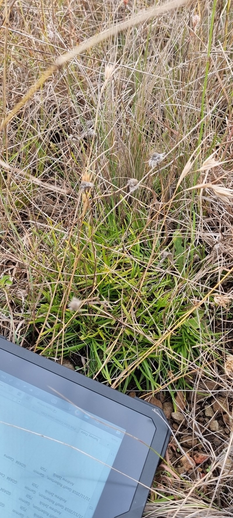 Rutidosis leiolepis photo 3