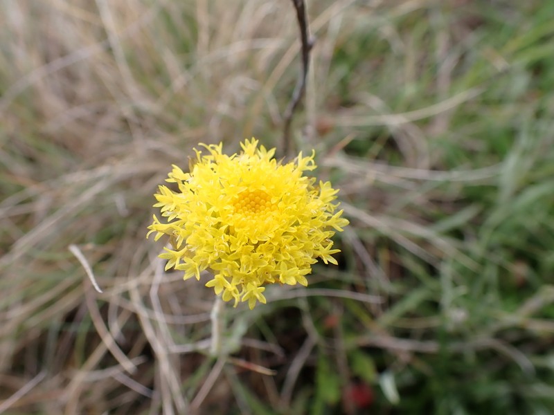 Rutidosis leiolepis photo 5