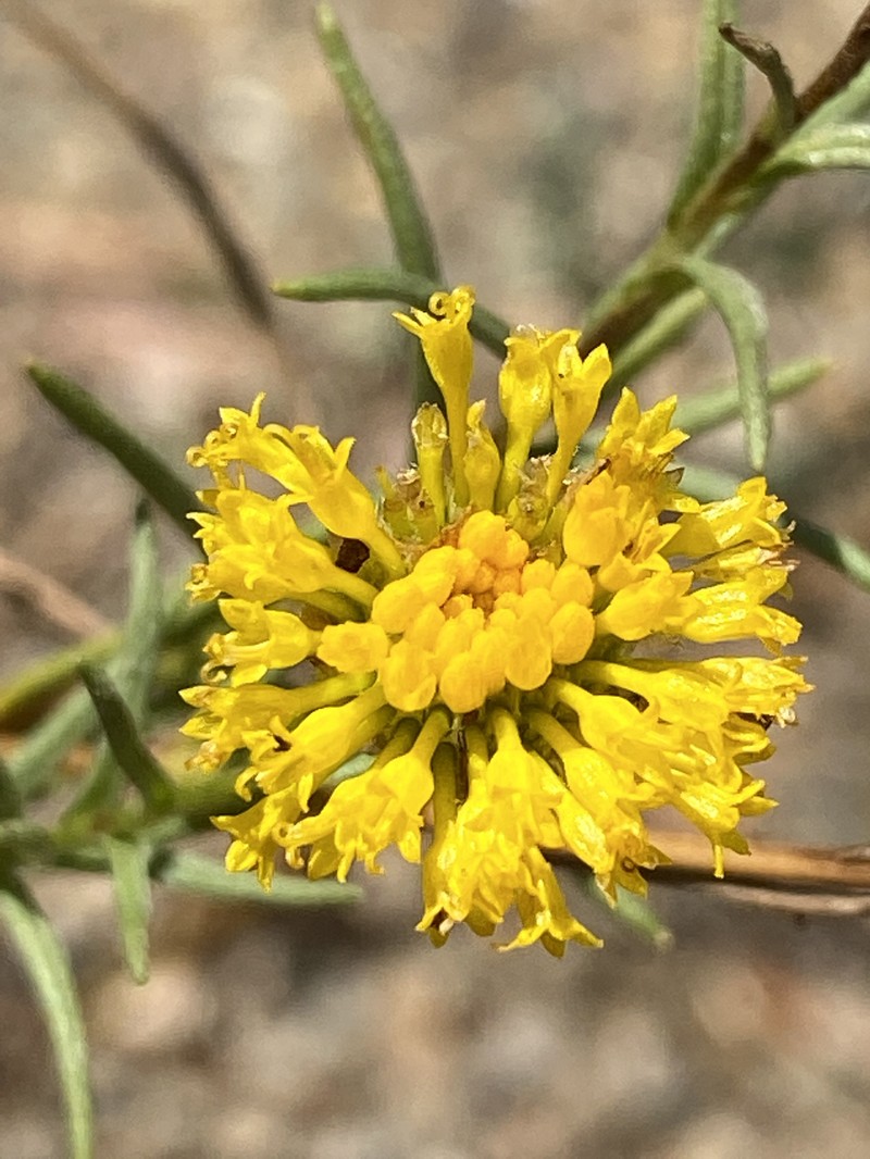 Rutidosis leptorrhynchoides