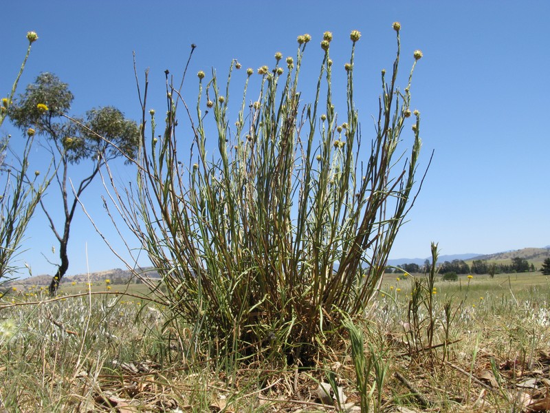 Rutidosis leptorrhynchoides photo 2