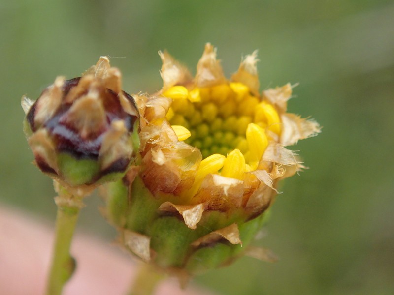 Rutidosis leptorrhynchoides photo 3