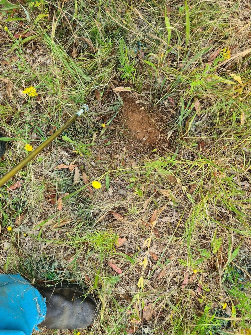 Rutidosis leptorrhynchoides photo 4