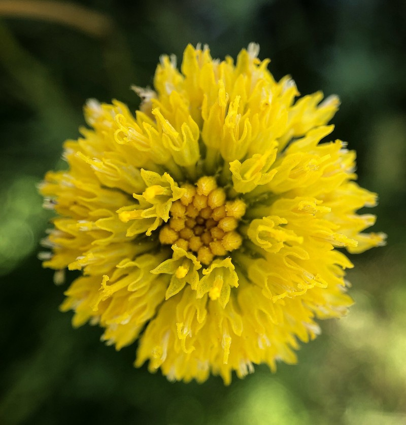Rutidosis leptorrhynchoides photo 5