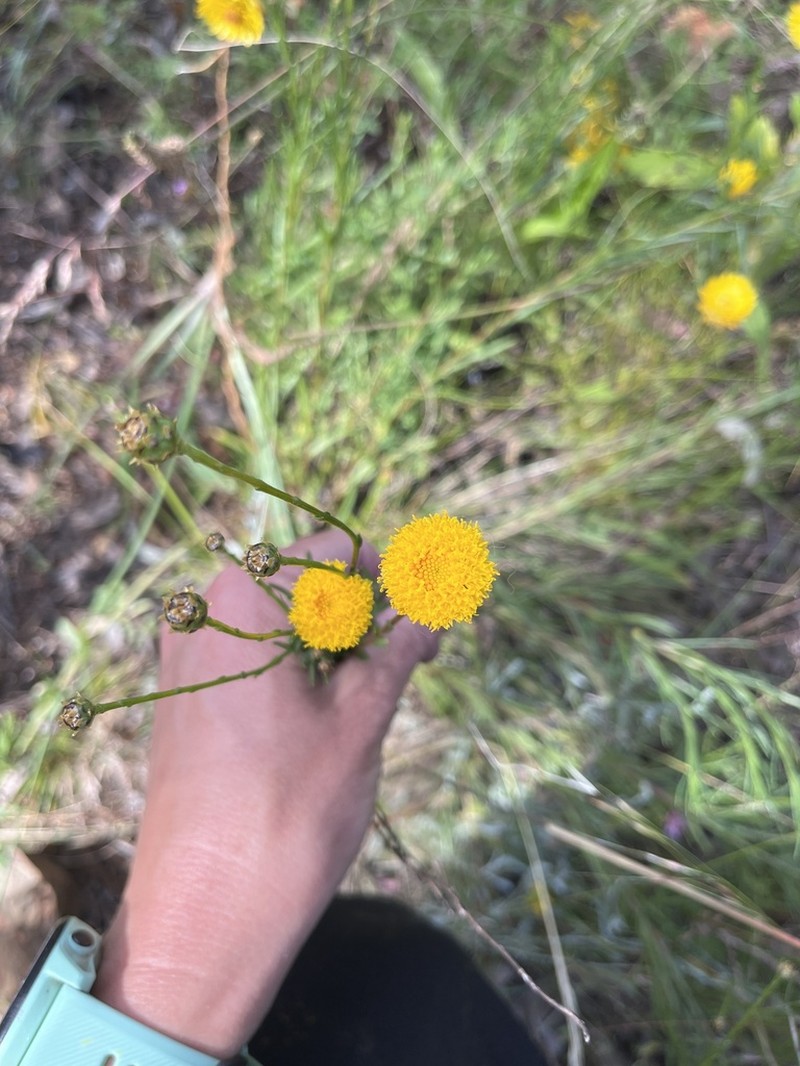 Rutidosis leptorrhynchoides photo 6