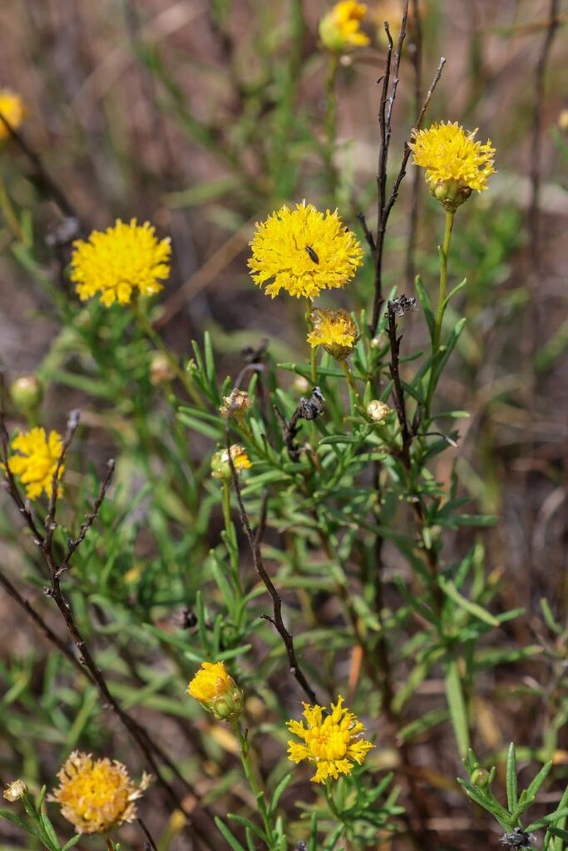 Rutidosis leptorrhynchoides photo 7