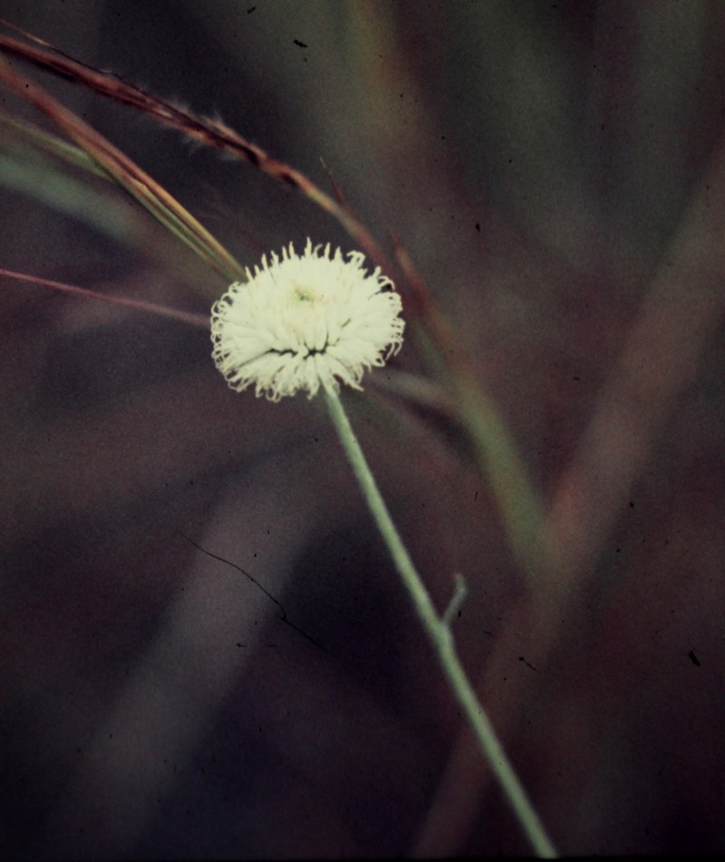 Rutidosis leucantha