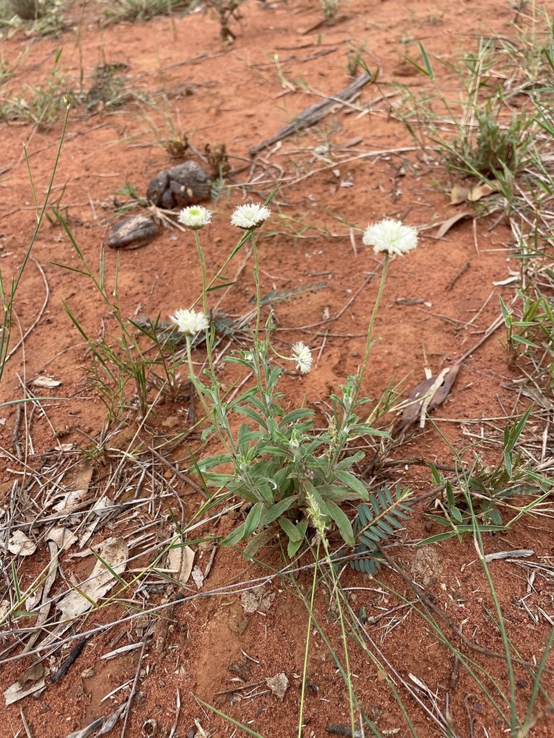 Rutidosis leucantha photo 2