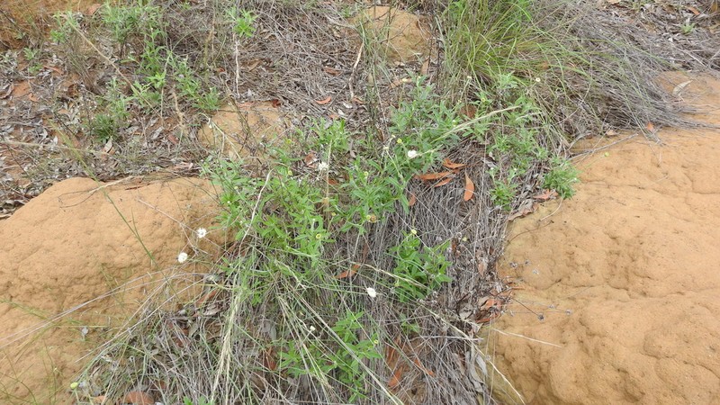 Rutidosis leucantha photo 3