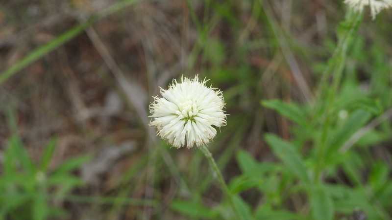 Rutidosis leucantha photo 4
