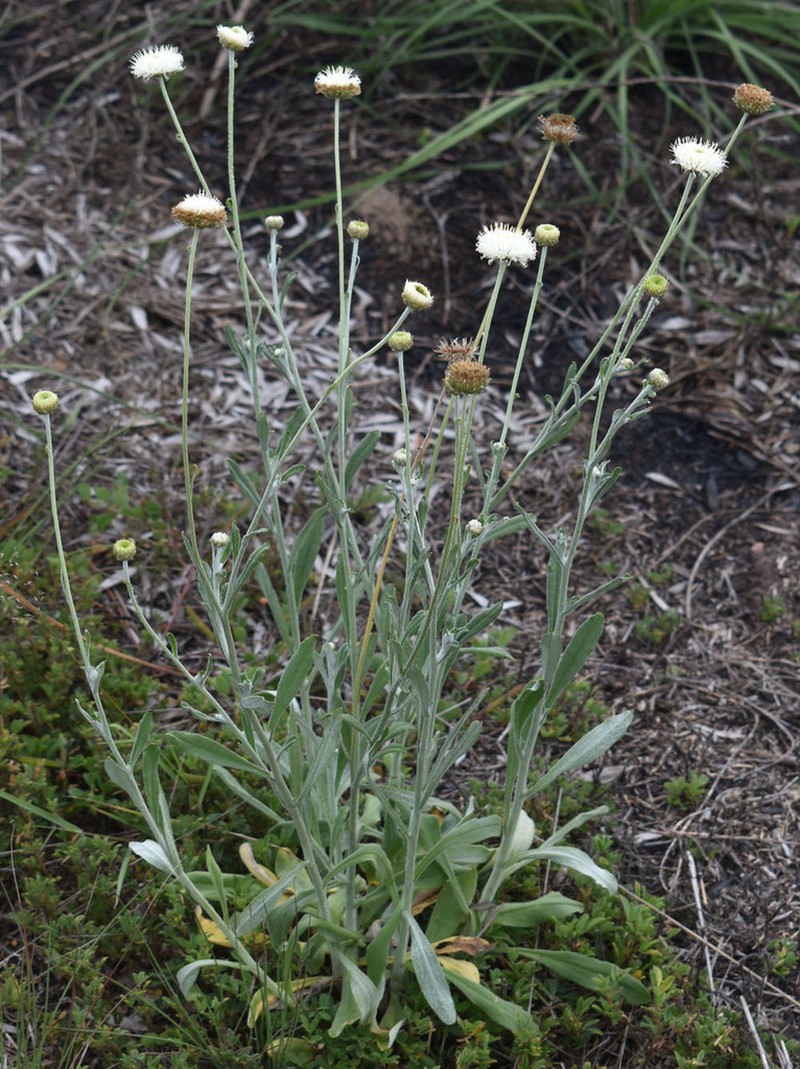 Rutidosis leucantha photo 5