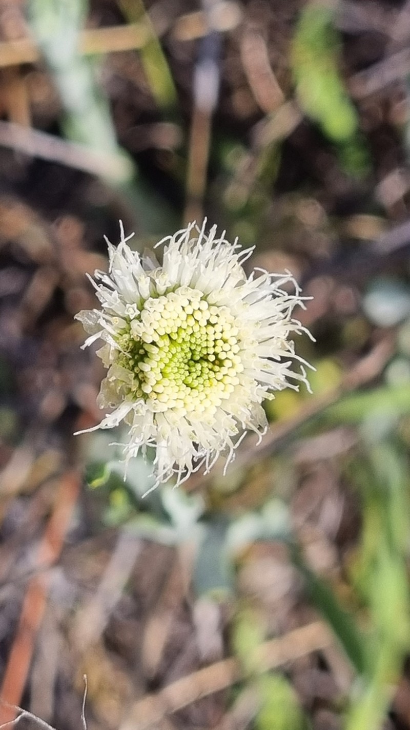 Rutidosis leucantha photo 6