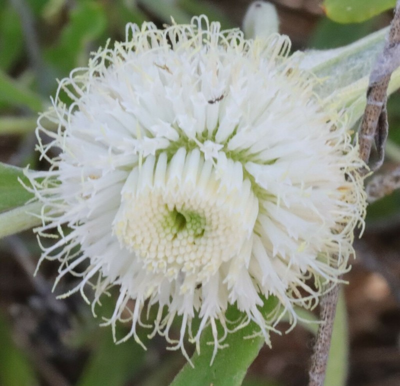 Rutidosis leucantha photo 7