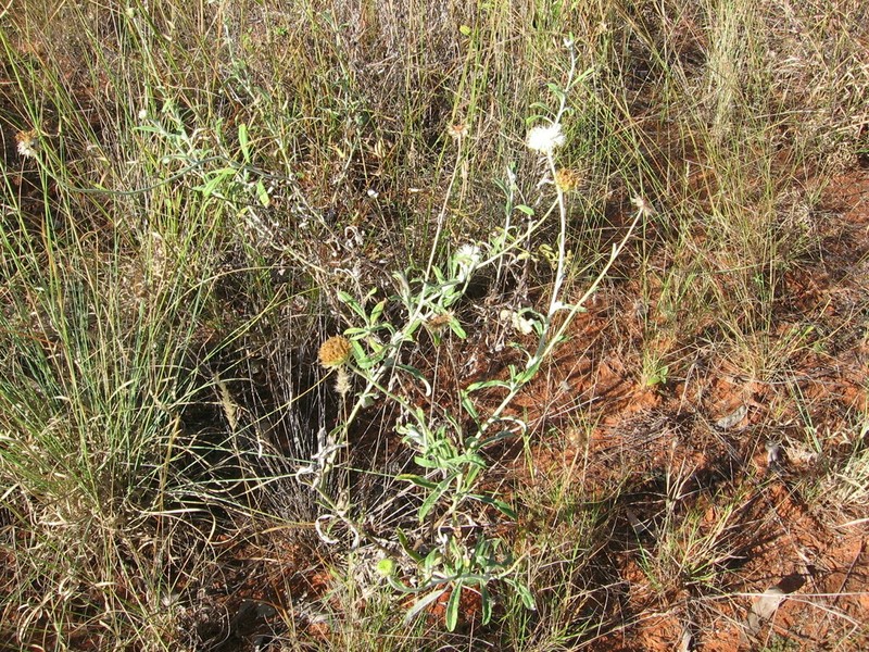 Rutidosis leucantha photo 8