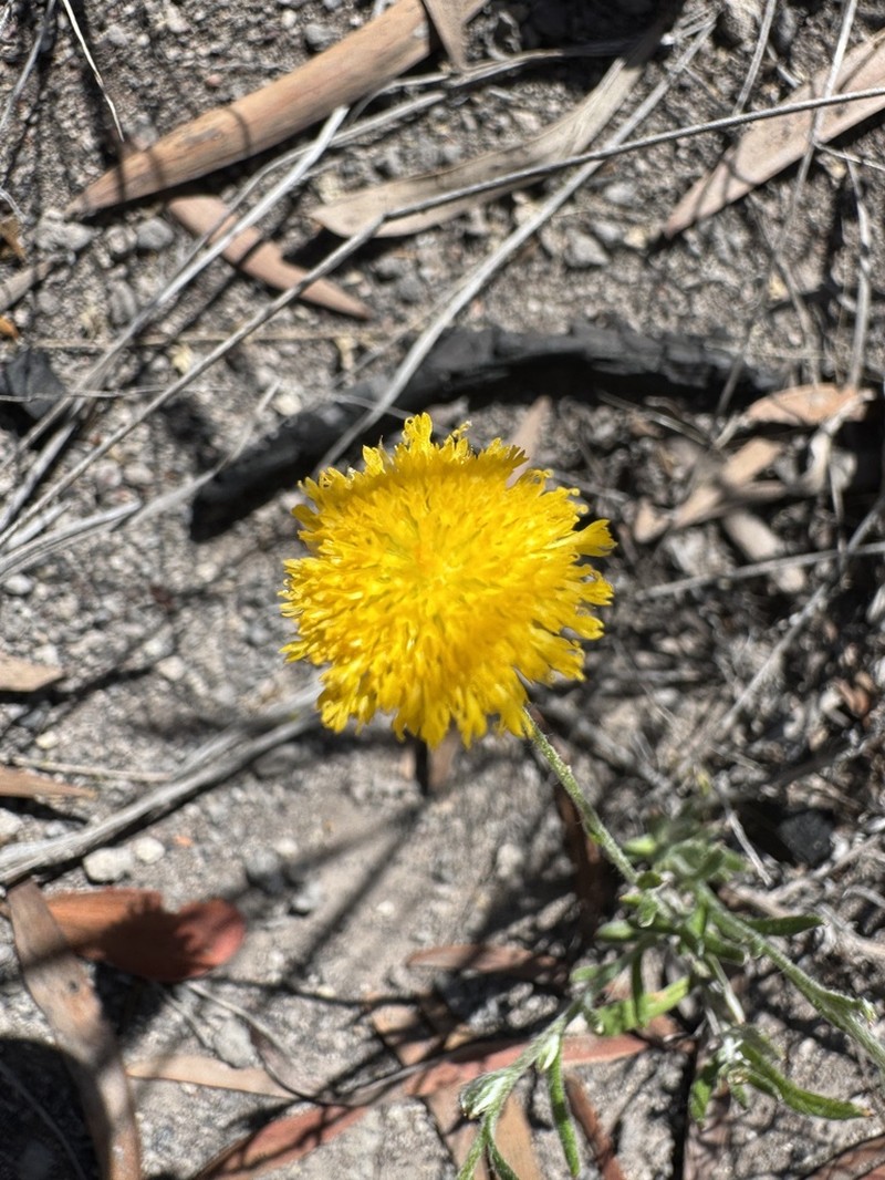 Rutidosis murchisonii photo 2