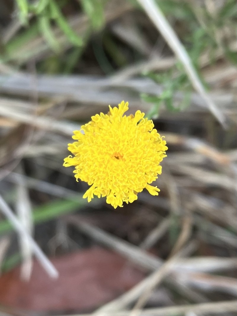Rutidosis murchisonii photo 3