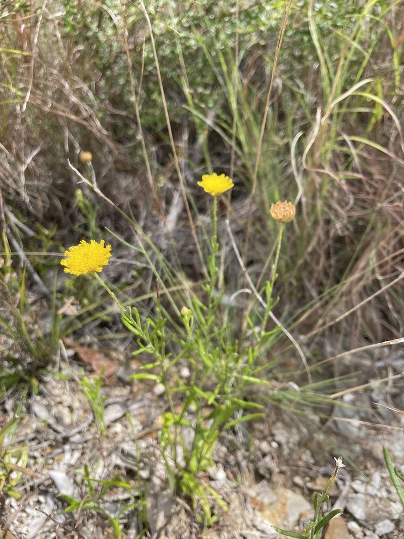 Rutidosis murchisonii photo 4