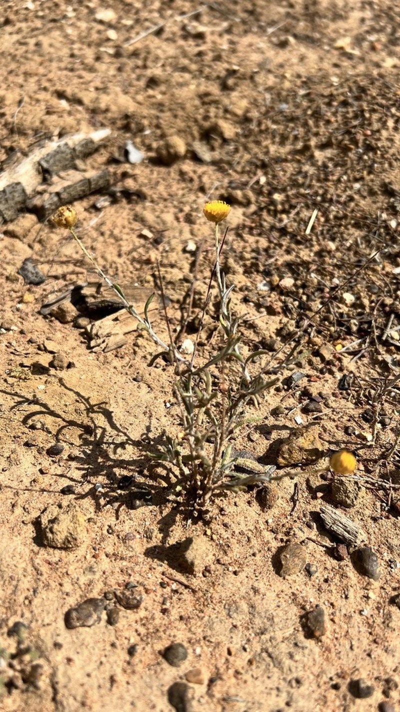Rutidosis murchisonii photo 5