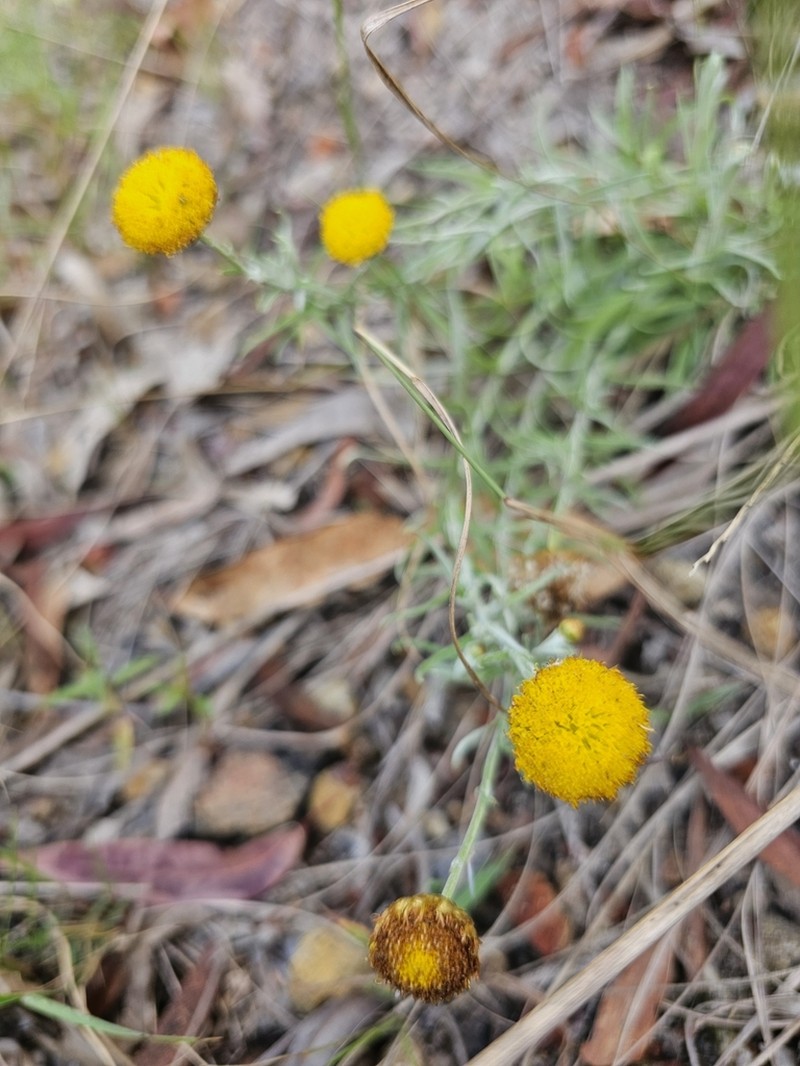 Rutidosis murchisonii photo 6