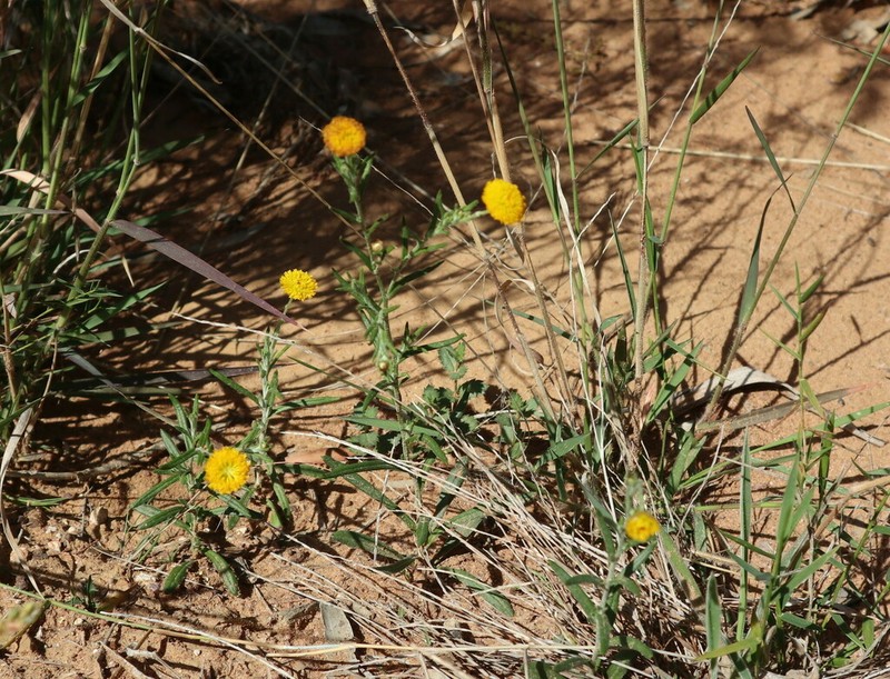 Rutidosis murchisonii photo 8
