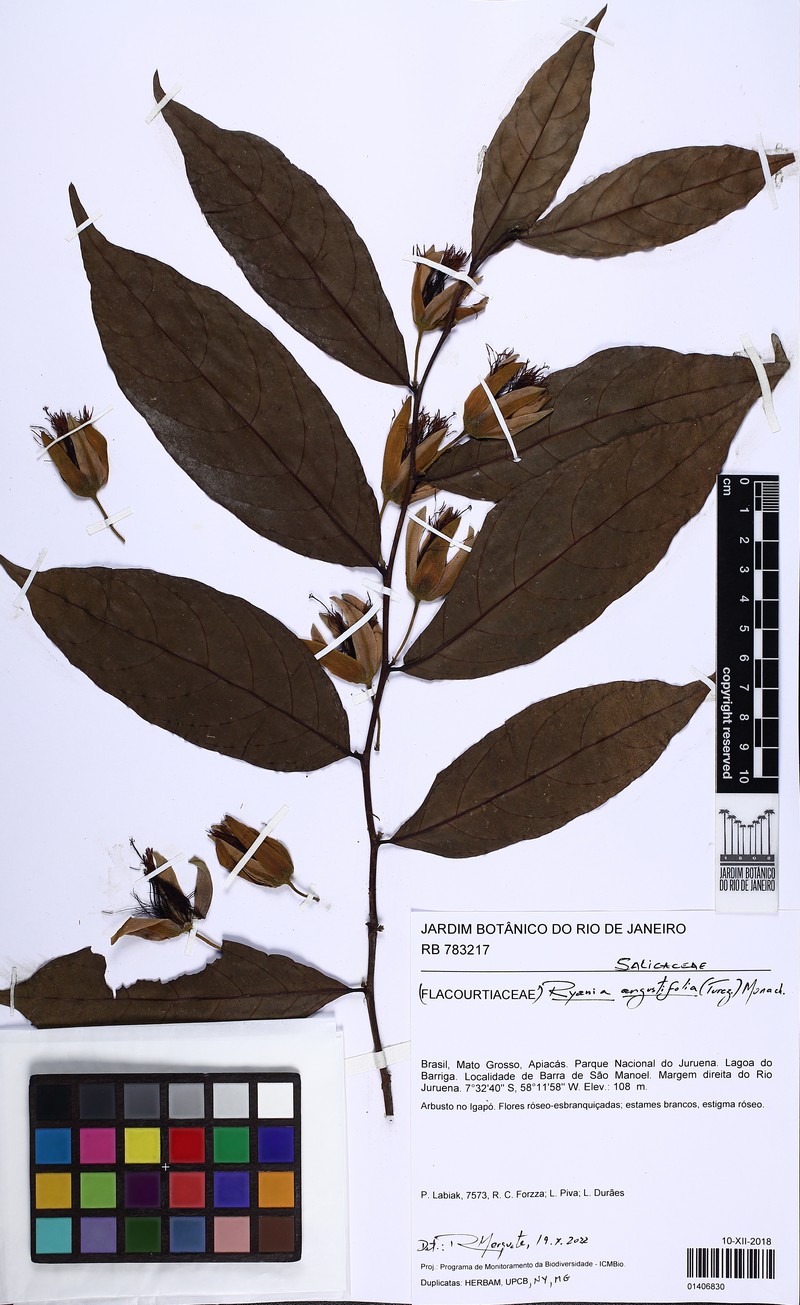 Ryania angustifolia