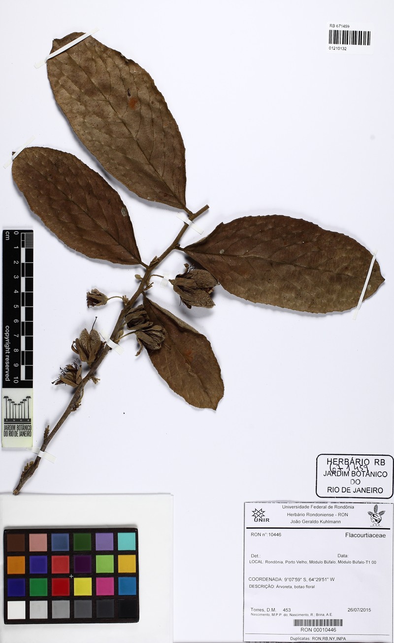 Ryania angustifolia photo 2
