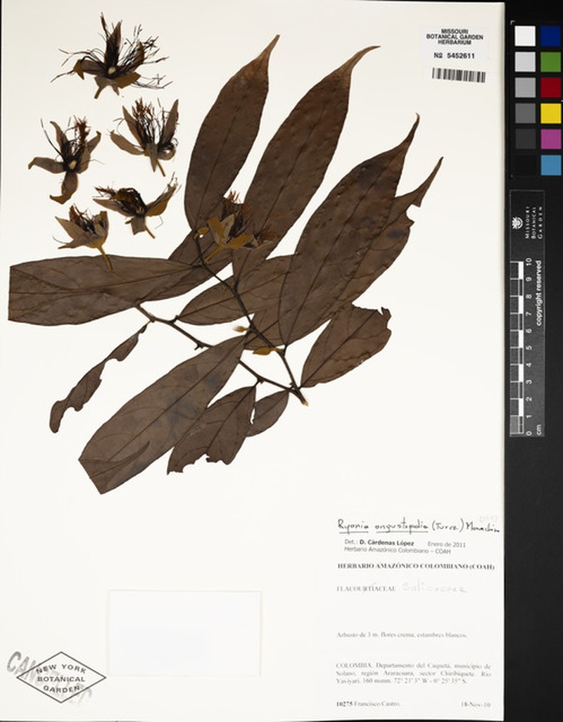 Ryania angustifolia photo 3