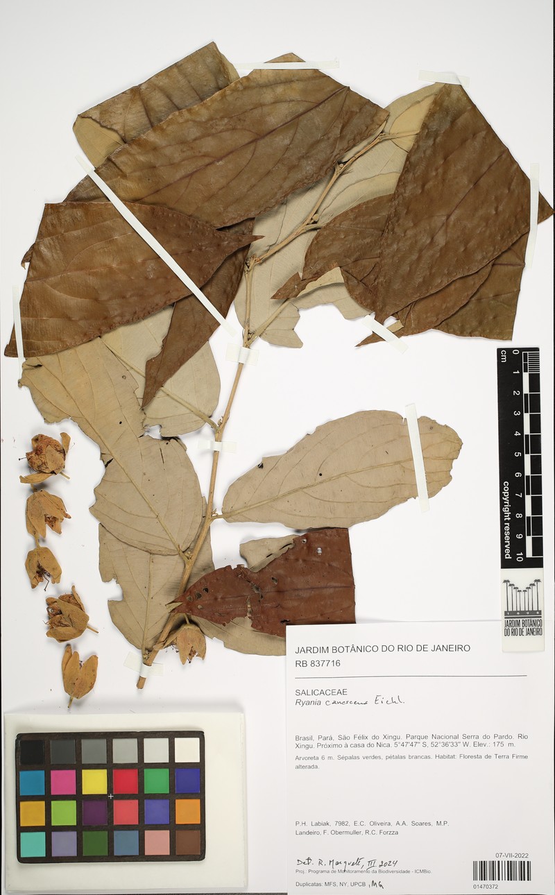 Ryania canescens