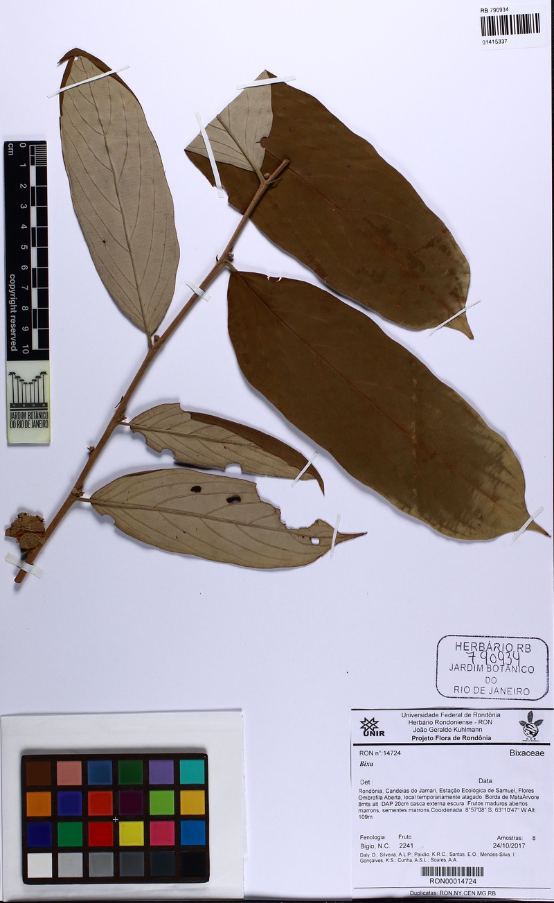Ryania canescens photo 2