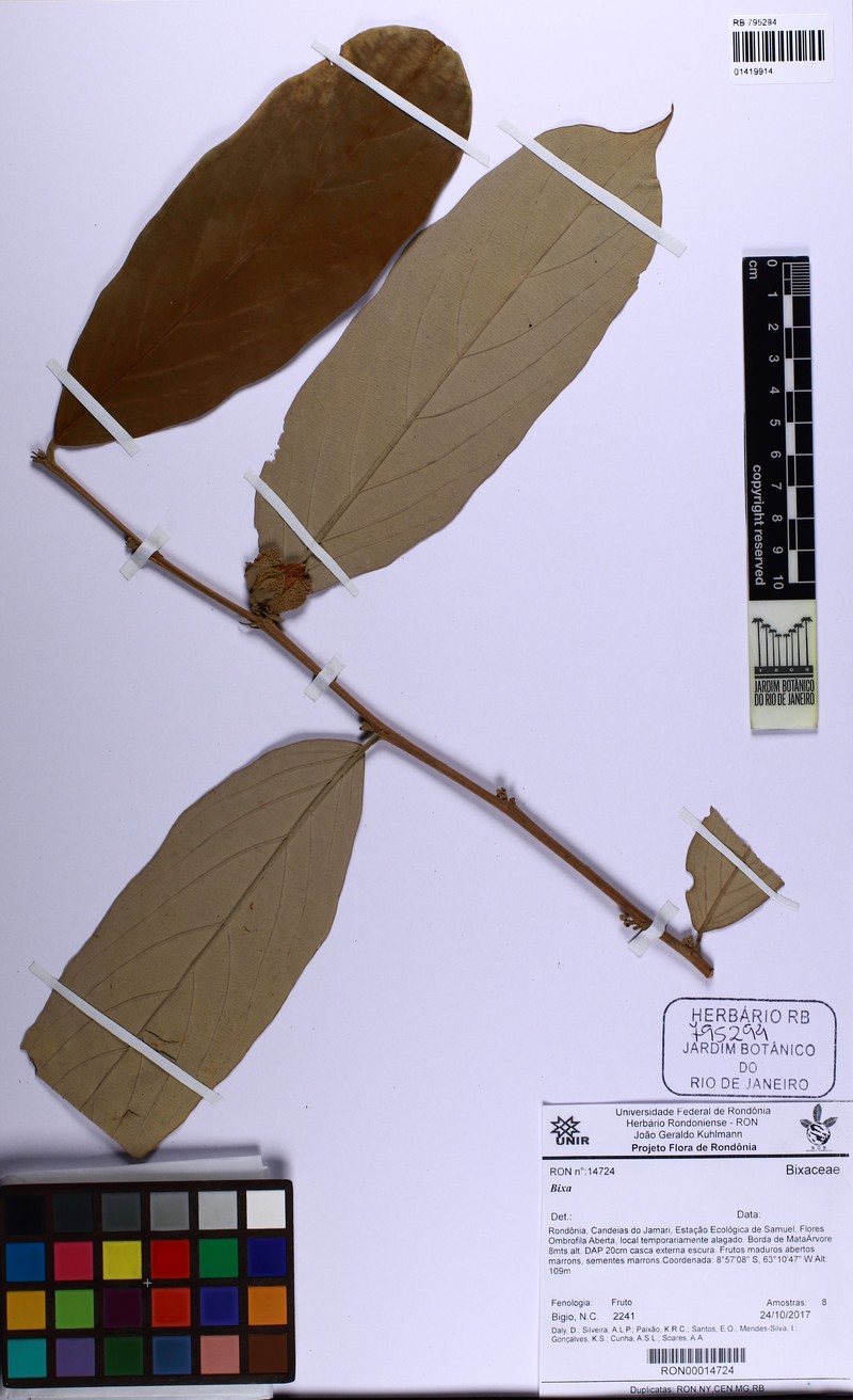 Ryania canescens photo 3