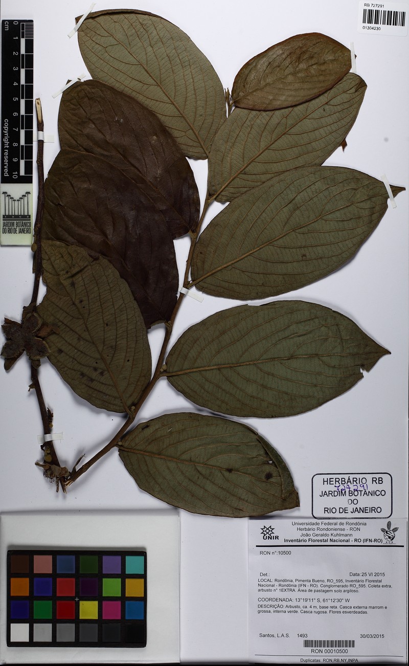 Ryania canescens photo 4
