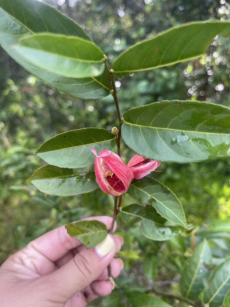 Ryania dentata photo 2