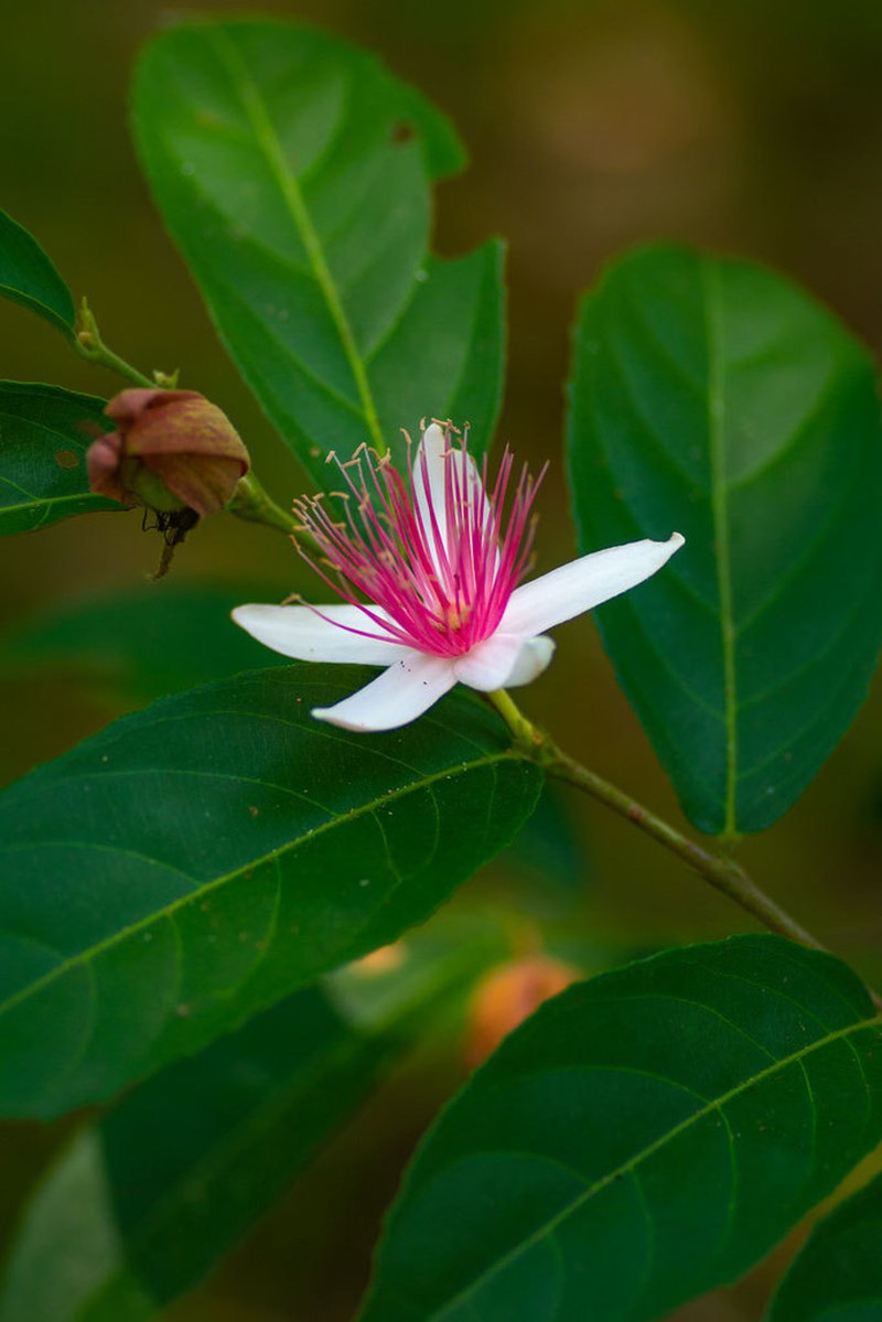 Ryania dentata photo 3