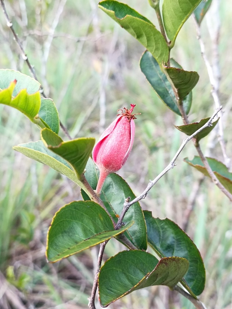 Ryania dentata photo 4