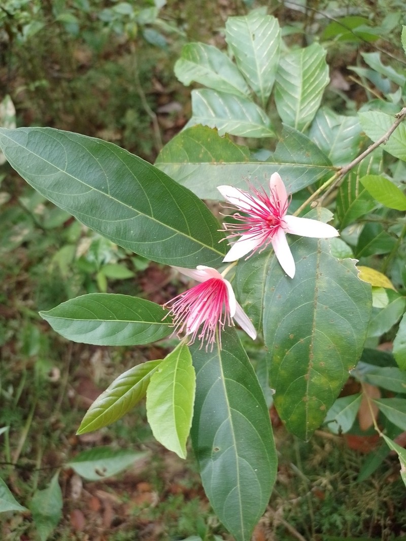 Ryania dentata photo 5