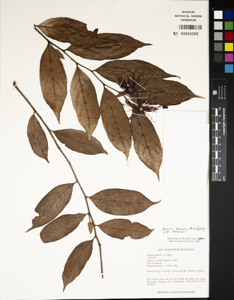 Ryania dentata photo 6
