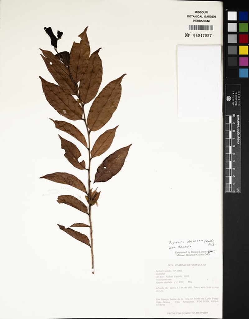 Ryania dentata var. dentata photo 2