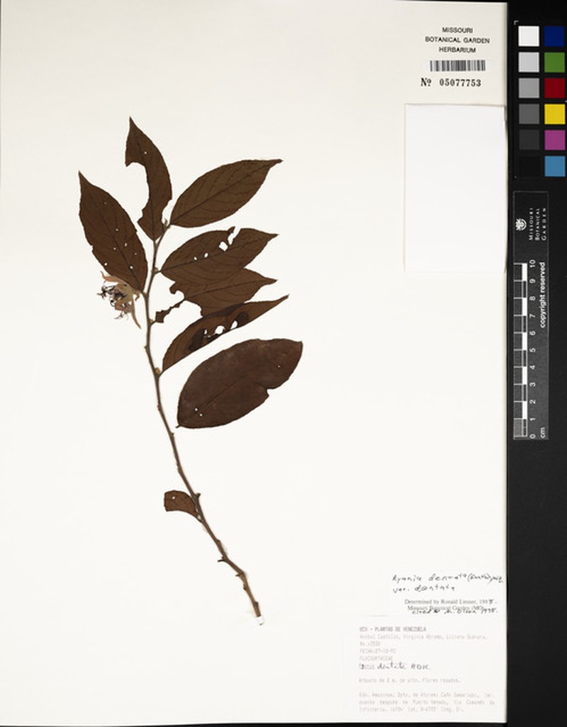 Ryania dentata var. dentata photo 3