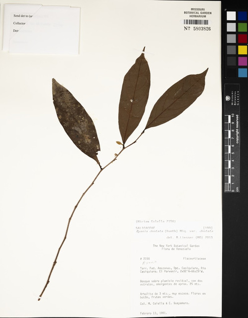 Ryania dentata var. dentata photo 4